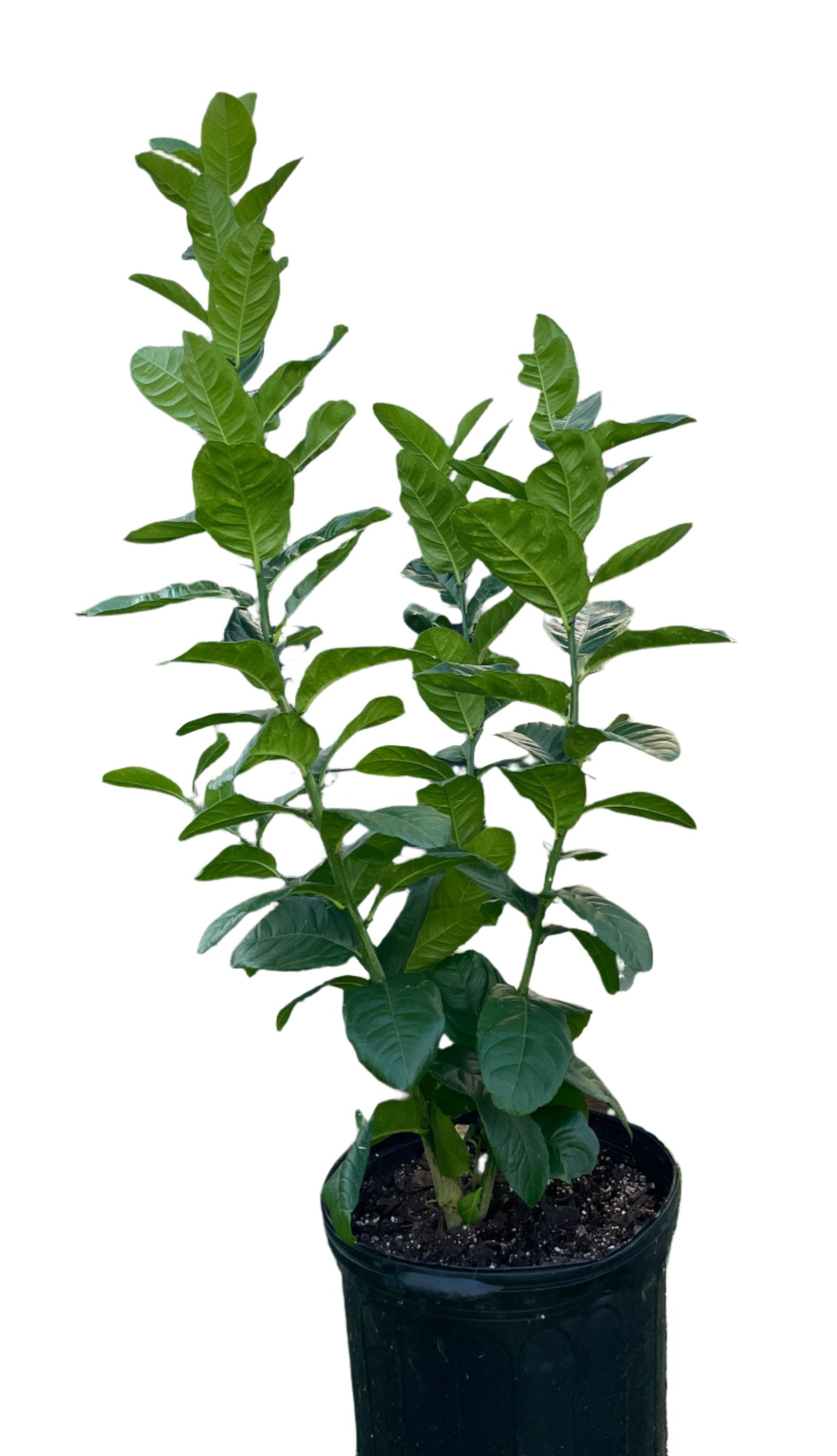 "Braverman" Esrog (Citron) Tree Seedling (Citrus Medica var. Balady)-- 5 Gallon pot