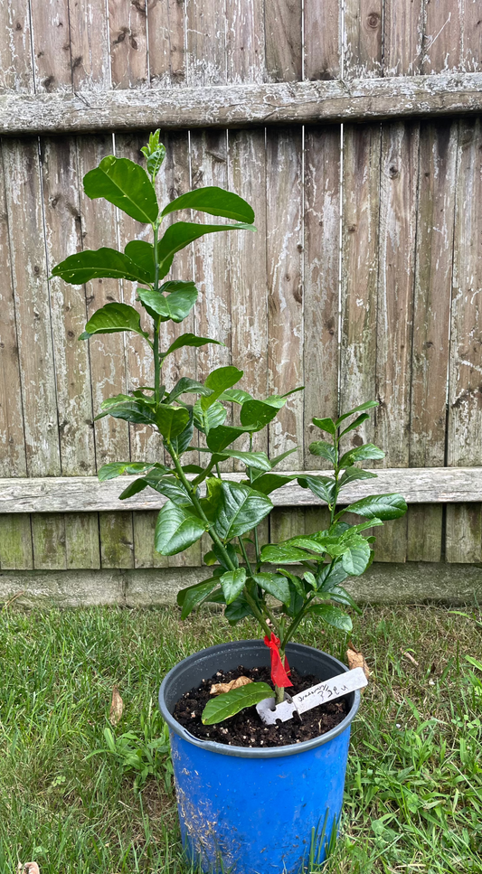 "Braverman" Esrog (Citron) Tree Seedling (Citrus Medica var. Balady)-- 1 Gallon pot