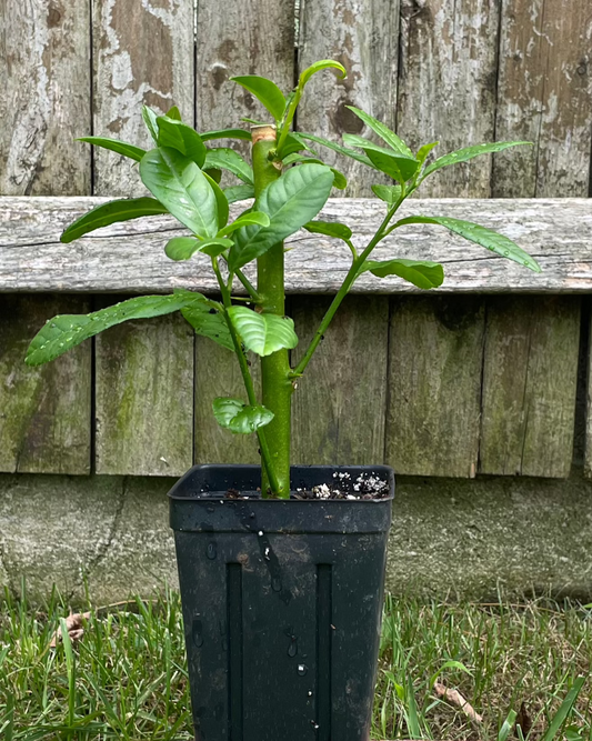 "Braverman" Esrog (Citron) Tree Seedling (Citrus Medica var. Balady)—3” pot